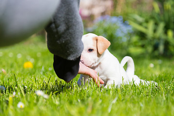 Image showing Mixed-breed cute little puppy in lap.