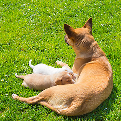 Image showing Mixed-breed cute little dog family.
