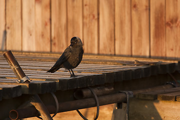 Image showing jackdaw