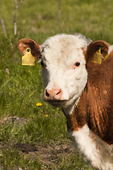 Image showing calf