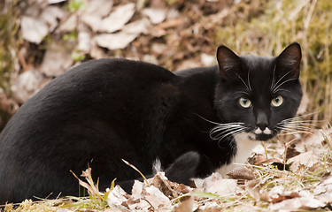 Image showing cat