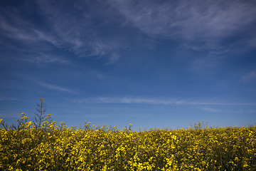 Image showing rape seed field