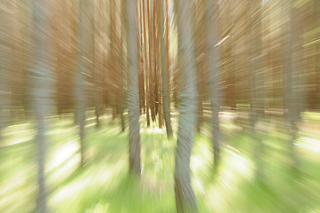 Image showing Trees zoom-in. Movement concept