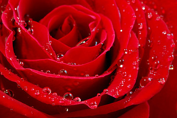 Image showing Red rose