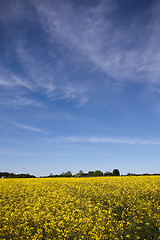 Image showing rape field