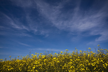 Image showing canola field