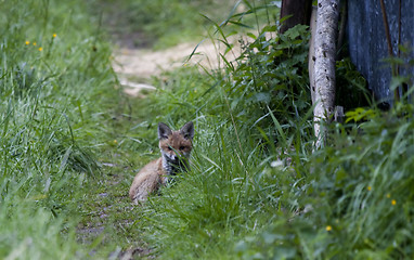 Image showing fox cub