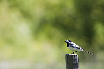 Image showing white wagtail