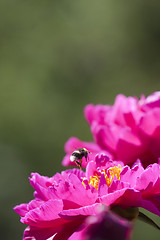 Image showing bumble bee on peaony