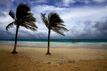 Image showing beach seaweed and coastline in  mexico