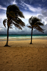 Image showing beach seaweed and coastline in playa paradiso