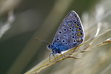 Image showing blue butterfly resting in the bush
