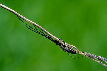 Image showing Arachnophobia and wood