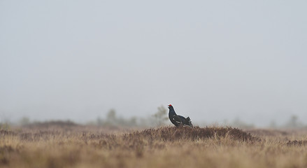 Image showing Black grouse shouting in the misty bog