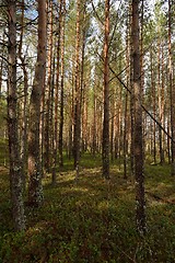 Image showing Forest, pine trees