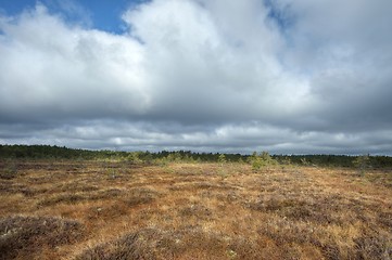 Image showing Bog with cloudy sky