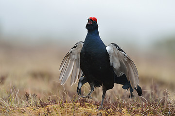 Image showing Black grouse calling in misty bog