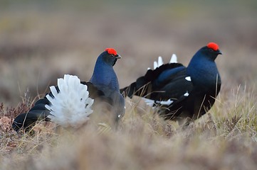 Image showing Black grouse