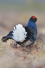 Image showing Black grouse showing tail feathers