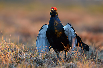 Image showing Black grouse calling at sunrise