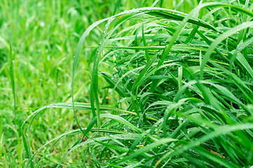 Image showing background summer grass Selective focus