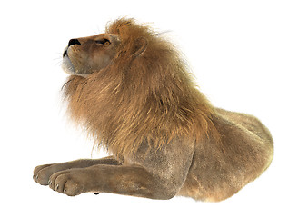 Image showing Male Lion