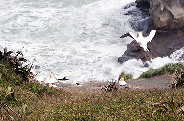 Image showing Gannets