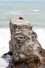 Image showing Gannets