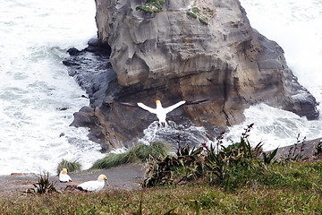 Image showing Gannets