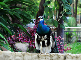 Image showing Peacock