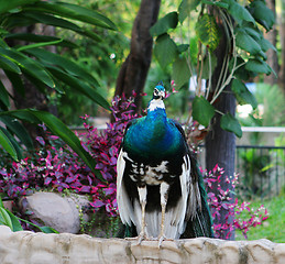 Image showing Peacock