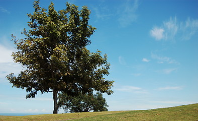 Image showing Tree behind the hill
