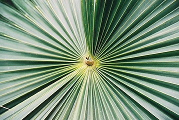 Image showing Palm leaves