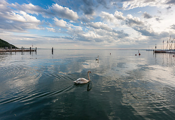 Image showing White swan on the water 