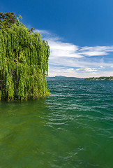 Image showing The green tree on a lake Garda with mountains as background