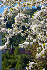 Image showing Cherry blossoms against  on a background of green mountains 