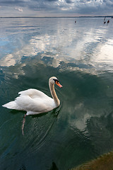 Image showing White swan on the water 