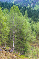 Image showing scenic landscapes of the Norwegian fjords.