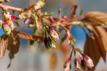 Image showing Branches of spring flowers 