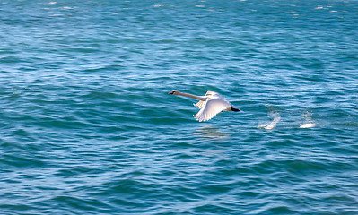 Image showing white swan flying 