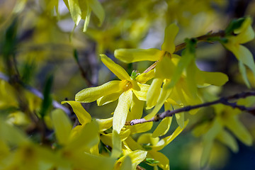 Image showing Branches of spring flowers 