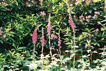 Image showing Fox Gloves