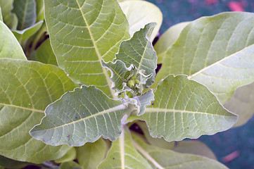 Image showing close up of flower bud on tobacco plant