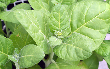 Image showing close up of flower buds on tobacco plant