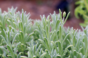Image showing small flower buds lavender