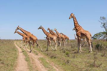 Image showing Giraffes herd in savannah