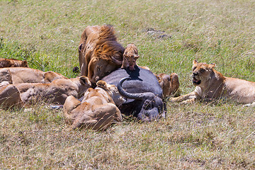 Image showing Lions Feeding