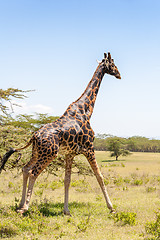 Image showing giraffe on a background of grass