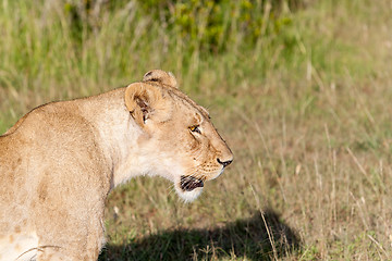 Image showing Young lioness on savanna grass background