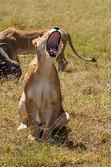 Image showing Lioness yawns during light rainstorm Africa